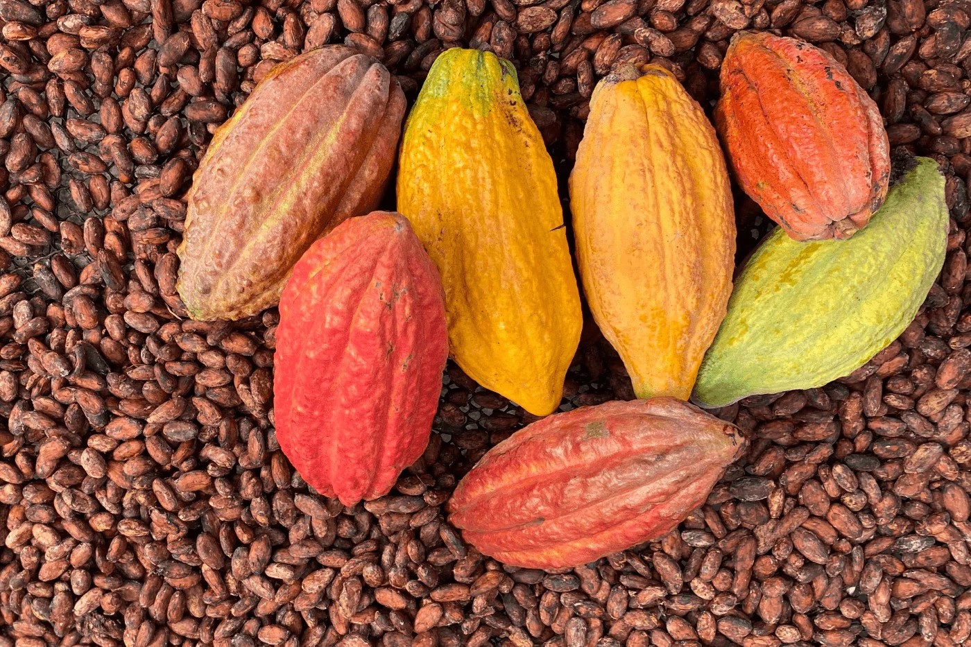 cocoa beans for sale