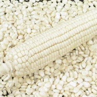 white maize suppliers and manufacturers