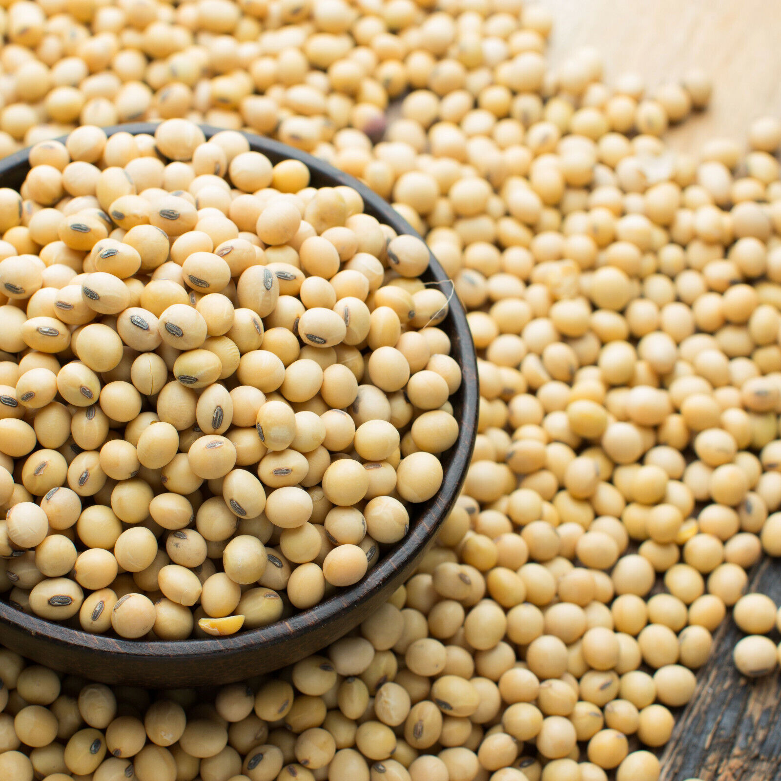 soybean seeds for sale