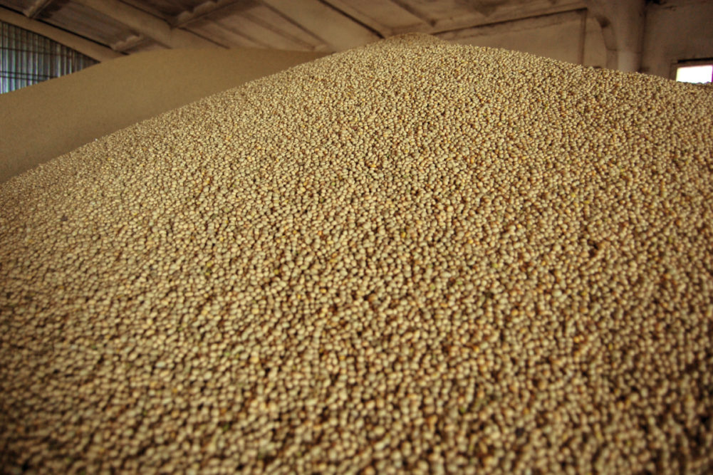 soybean seeds suppliers and manufacturers