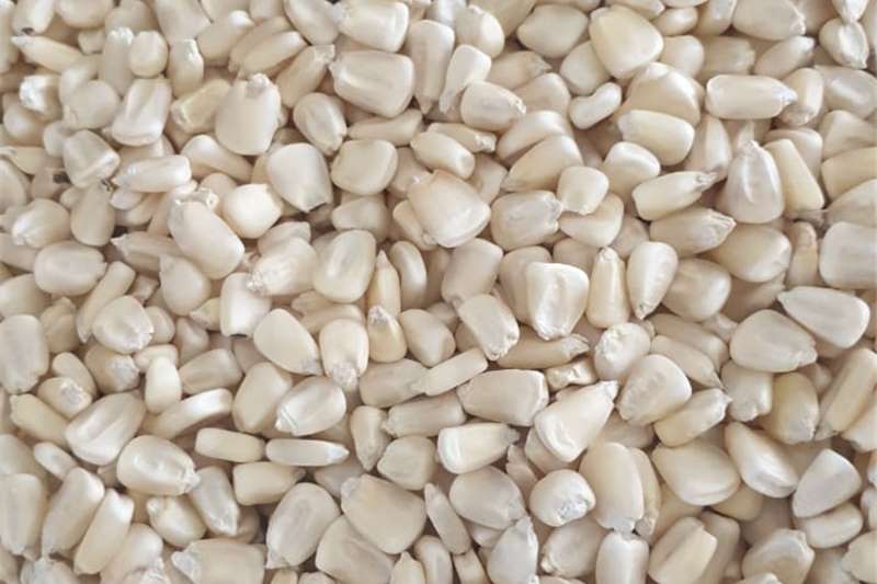 white maize suppliers